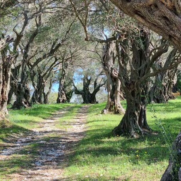 Olive grove